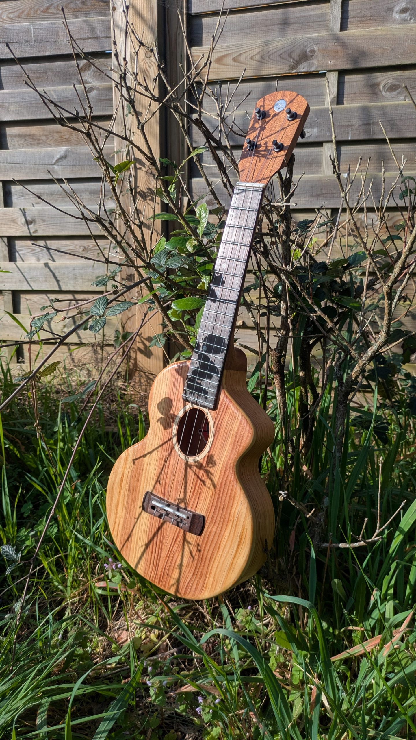 ukulele concert pinus insularis