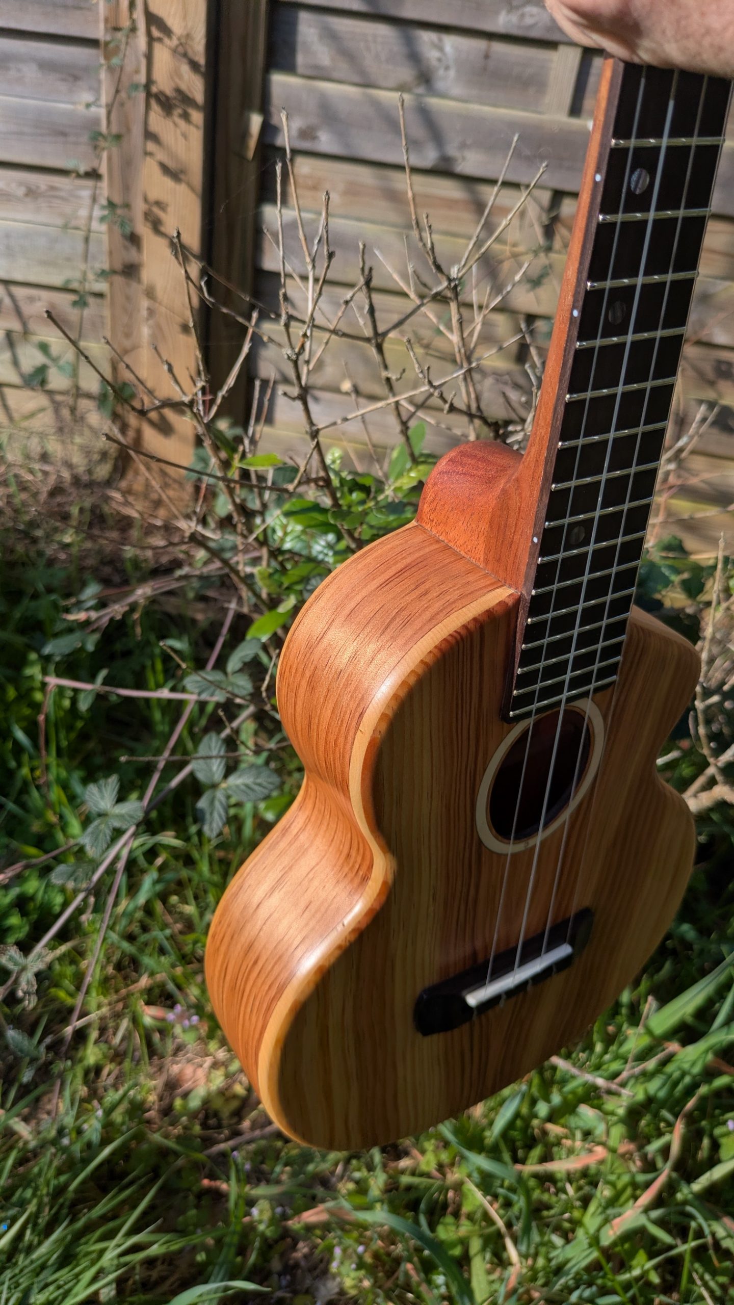 ukulele concert "the lobster" mi cintré mi monoxyle pinus insularis – Image 2