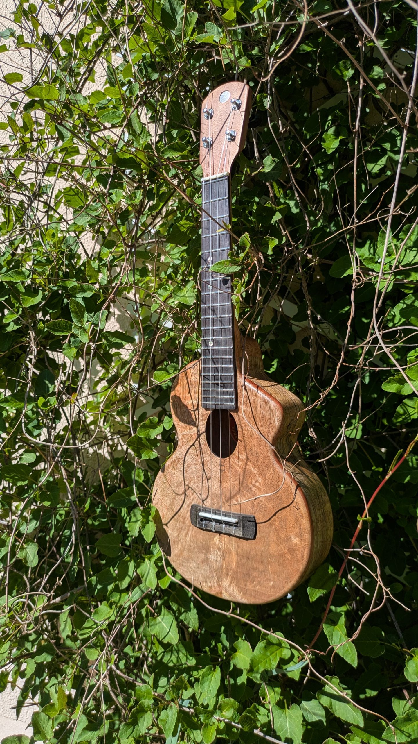 ukulele concert mi cintré mi monoxyle "lobster" tout manguier – Image 5