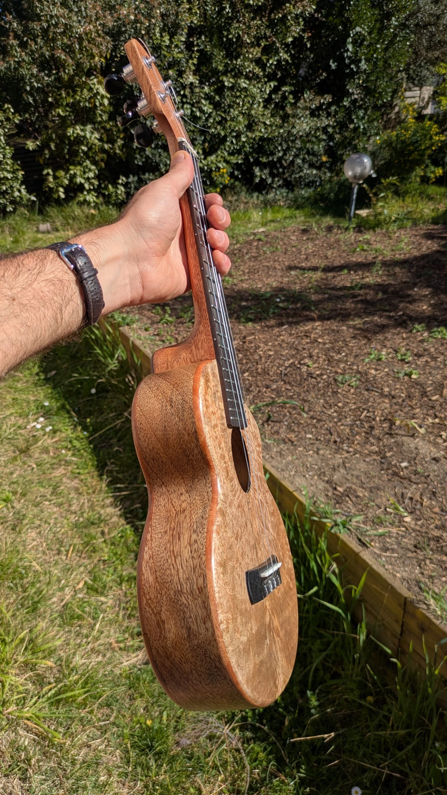 ukulele concert mi cintré mi monoxyle "lobster" tout manguier – Image 3